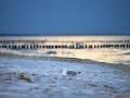 Darß_Zingst_2016_011 | © eel-fotografie