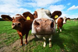 eel-fotografie|fotografie - bildagentur